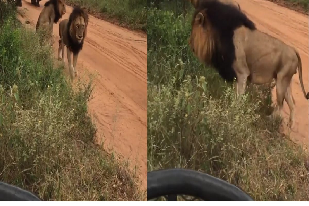 सिंहाचा व्हिडीओ व्हायरल.