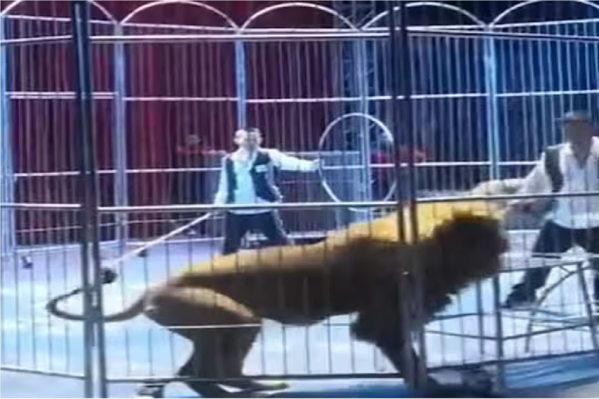 सर्कशीतील सिंहाचा व्हिडीओ.