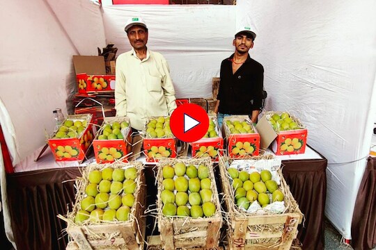नाशिककरांनो, अस्सल हापूस आंबा खायचा आहे? 'इथं' पूर्ण होईल तुमची इच्छा, Video