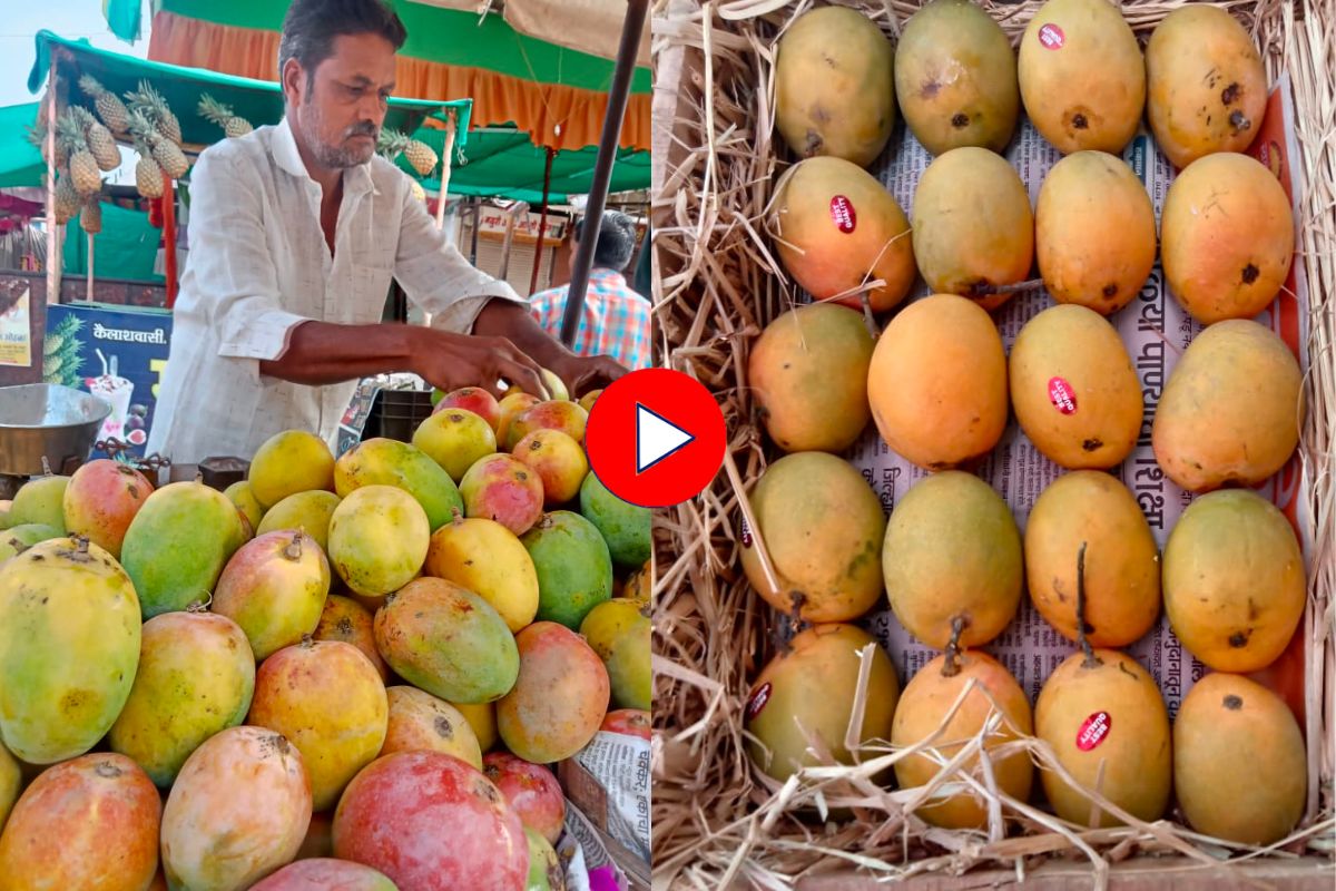 Akshaya Tritiya 2023 : आमरस करण्यासाठी 'इथं' करा आंब्यांची खरेदी, पाहा काय आहेत दर, Video