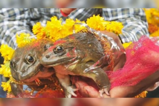 बेडकांचे लग्न (संग्रहित छायाचित्र)
