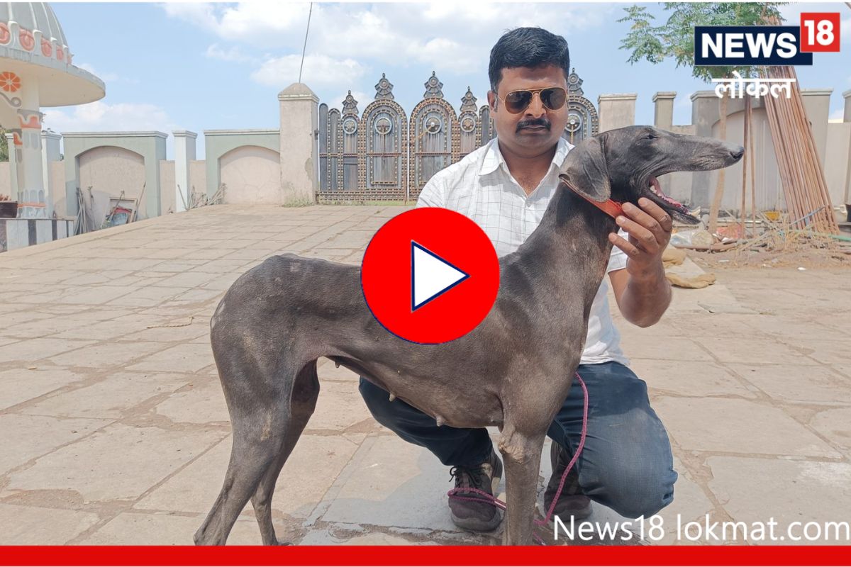 Latur News: लातूर जिल्ह्यात आहे श्वानांचं गाव, परदेशातूनही आहे मागणी पण... पाहा Video