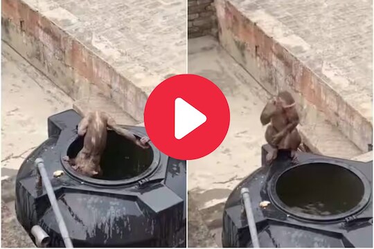 माकडांचा मजेशीर व्हिडीओ