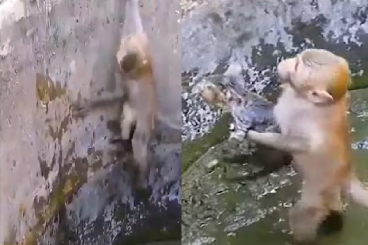 माकड आणि मांजराचा व्हिडीओ