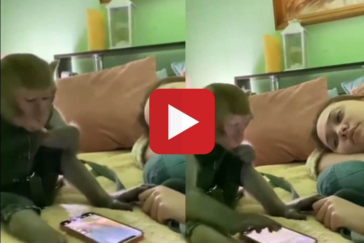 व्हायरल व्हिडीओ