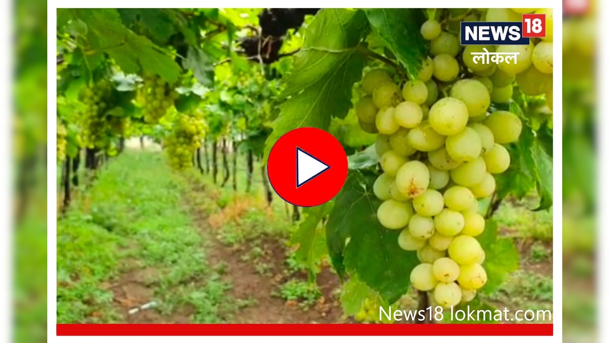 Nashik Grapes Export नैसर्गिक आपत्तीनंतर द्राक्षांचा गोडवा कायम, युरोपीयन देशांमधील निर्यातीत