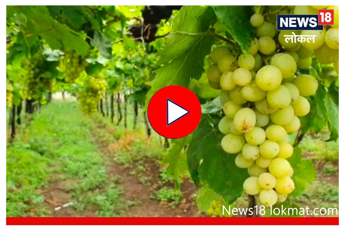 Nashik Grapes Export : नैसर्गिक आपत्तीनंतर द्राक्षांचा गोडवा कायम, युरोपीयन देशांमधील निर्यातीत वाढ, Video