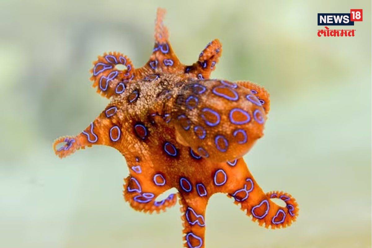 ऑक्टोपसने दंश करुनही महिला जीवंत