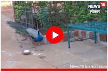 Sangli News:  सांगलीतील 'या' घराचा लागलाय मोराला लळा, सकाळ-संध्याकाळ असतो इथंच मुक्काम, Video