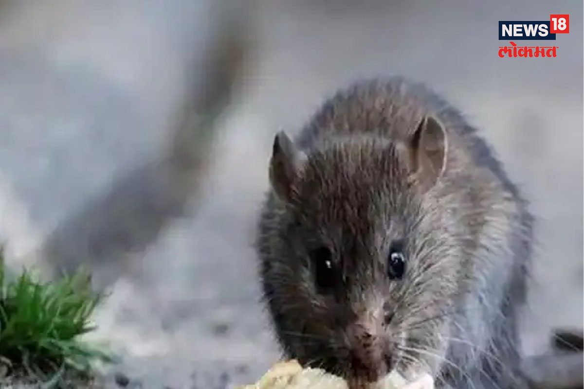 उंदीर हत्या प्रकरण