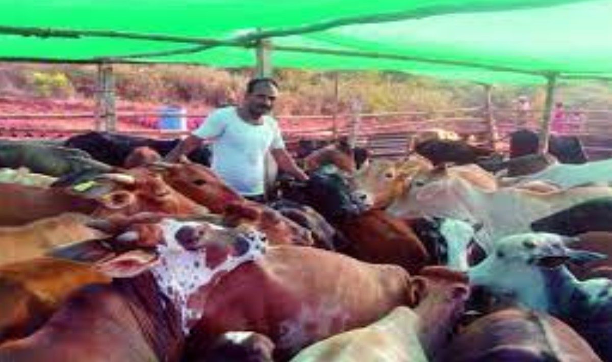 महाराष्ट्रात पुन्हा गायीचं मृत्यूकांड, चाऱ्याअभावी 12 गायींनी सोडला जीव