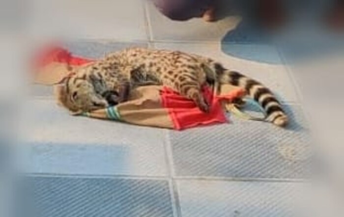 सांगली जिल्ह्यातील वाळवा तालुक्यात भाटवाडी येथे उदमांजराची शिकार केल्याचा प्रकार समोर आला आहे.