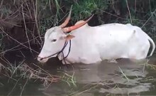 कृष्णेच्या पात्रात मगरीच्या तावडीत सापडला बैल,  4 तासांच्या प्रयत्नानंतर सुटका