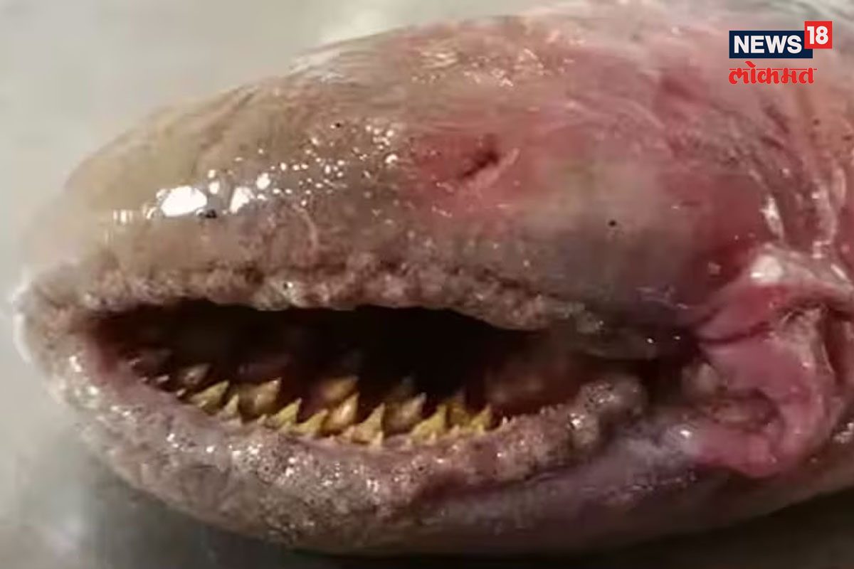 सर्वात क्रूर मासा