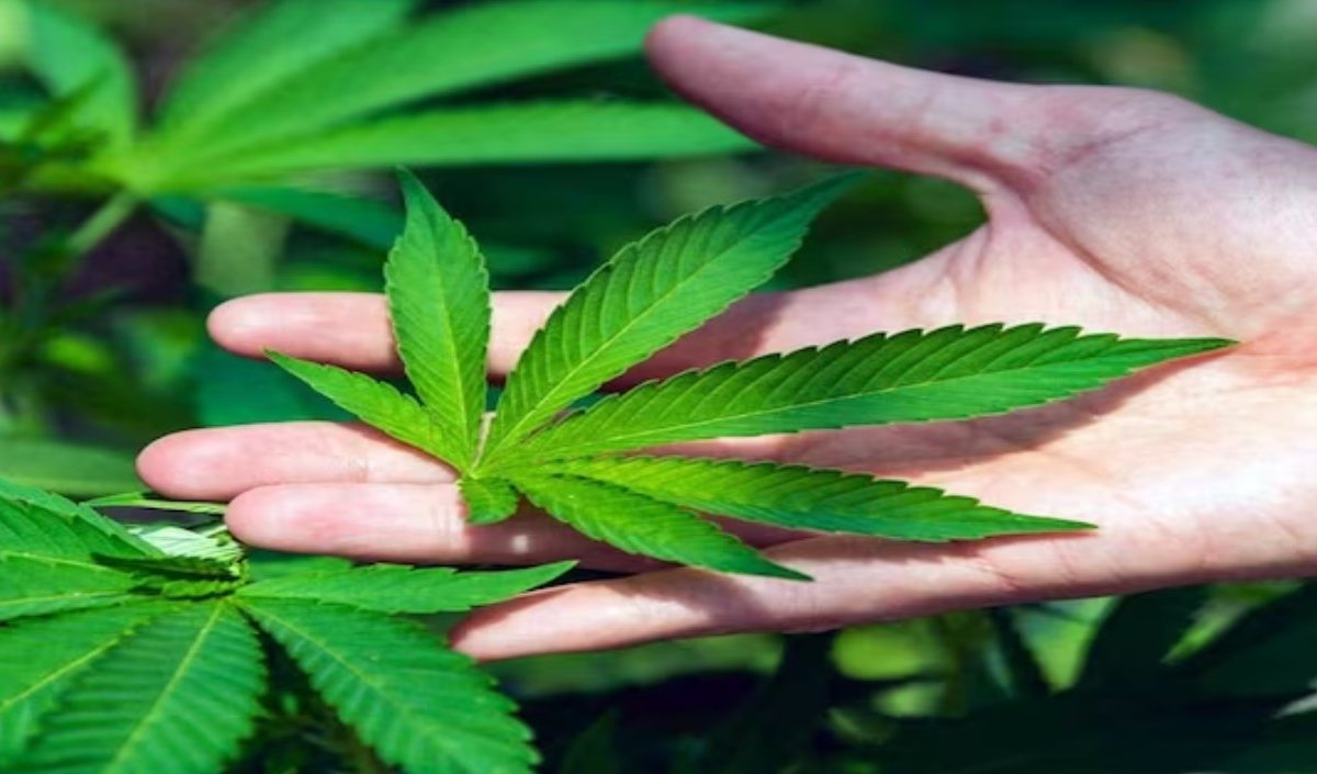 देशात या ठिकाणी मिळणार गांजा शेतीला परवानगी, काँग्रेस आमदाराची होती मागणी