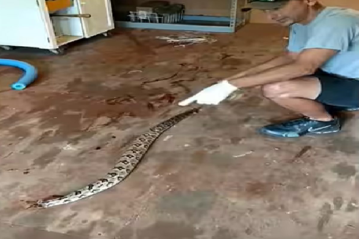 सापाचा खतरनाक व्हिडीओ.