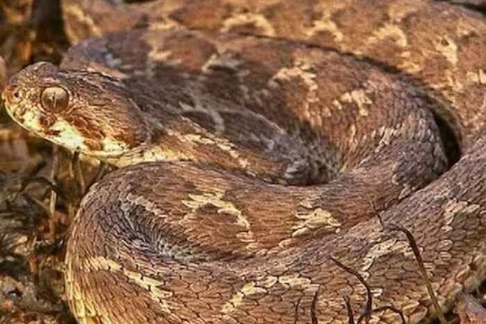 सॉ स्केल्ड वाइपर : हा साप बलुचिस्तानमधील अस्तौला बेटावर आढळतो. हा साप खूप लहान असला तरी तो खूप धोकादायक आहे. तो आपलं डोकं जमिनीतून वर काढून स्वत:ला जमिनीत गाडतो. शिकार त्याच्या जवळ जाताच त्याला दंश करतो. हा साप सहसा माणसांपासून दूर राहतो, पण जर एखादा व्यक्ती त्याच्या तावडीत सापडला तर तो चावल्यास ती व्यक्ती कोमात जाते.
