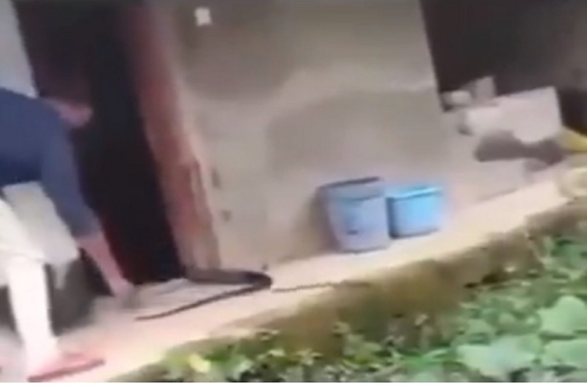 सापाचा व्हिडीओ