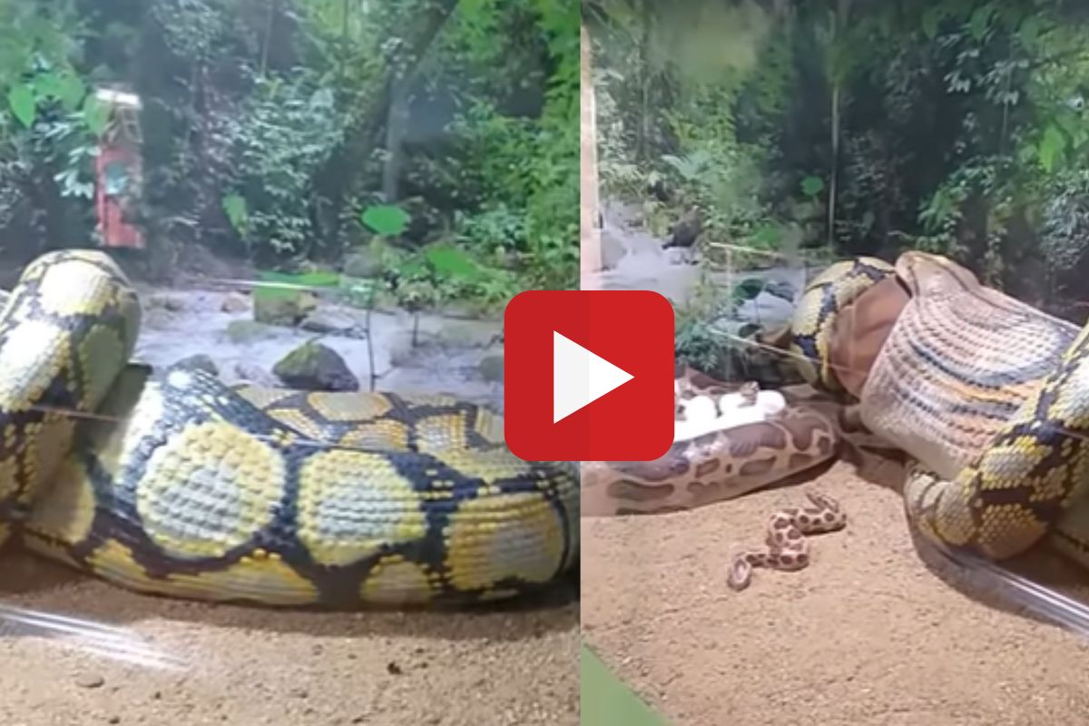 व्हिडीओ व्हायरल