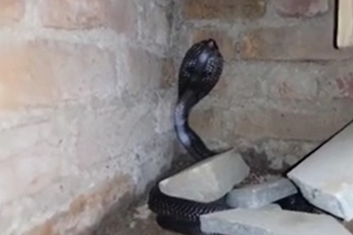 जेवण बनवत असताना अचानक समोर नाग आला, पुढे घडलं ते भयानक VIRAL VIDEO