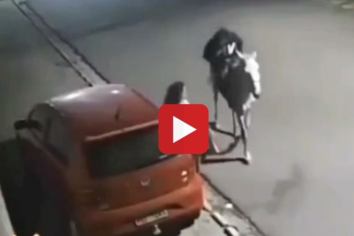 व्हायरल व्हिडीओ