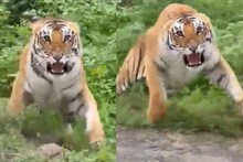 खतरनाक वाघाला कुत्र्यासारखं हाकलण्याचा प्रयत्न; हडहड करताच..; धडकी भरवणारा VIDEO