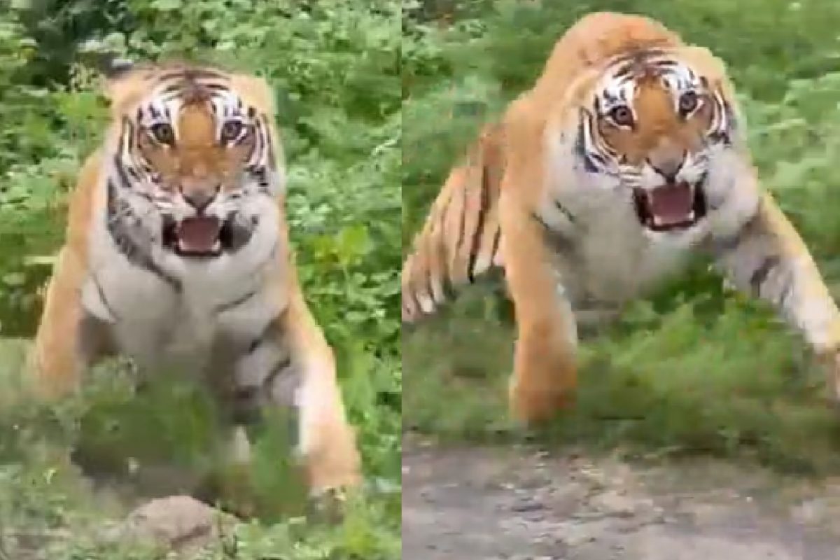 वाघाचा पर्यटकांवर हल्ला