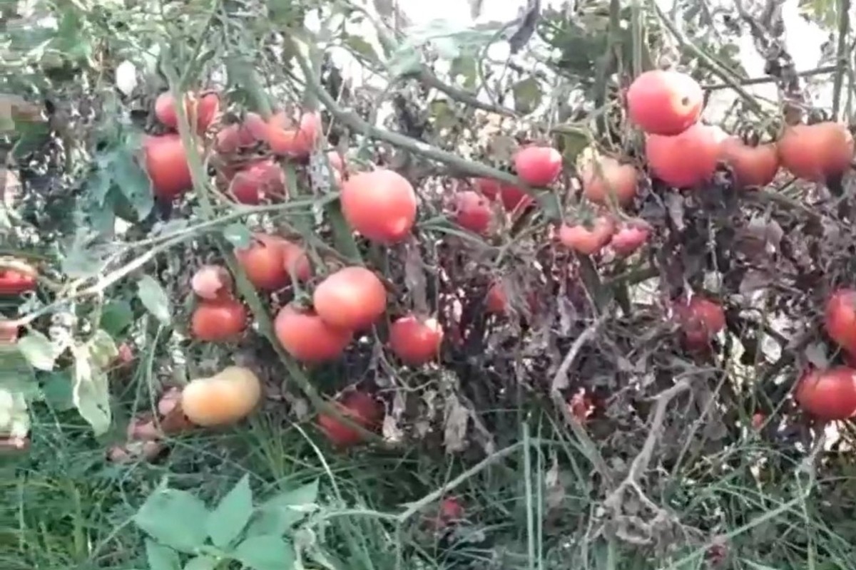 अस्मानीने कंबर मोडली तर सुलतानीमुळे शेतकऱ्यांच्या गळ्यावर सुरा, टोमॅटोचे दर घसरले