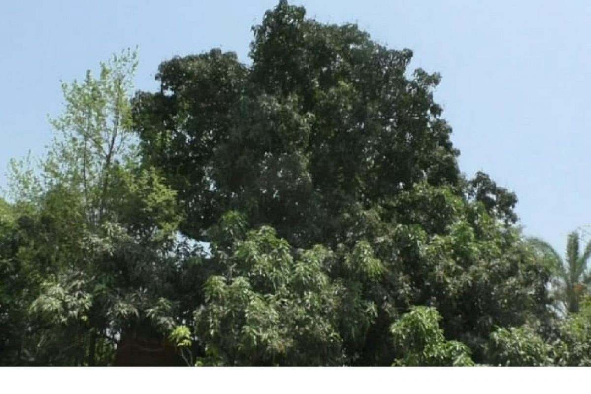 चालतं आंब्याचं झाड