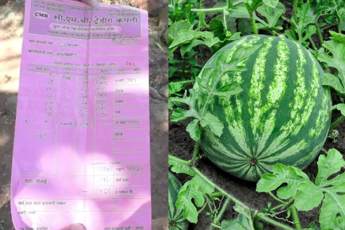 कांदा आणि कोथिंबीर नंतर कलिंगडाचाही दर कोसळला आहे. त्यामुळे पुन्हा एकदा शेतकरी राजा संकटात सापडला आहे.