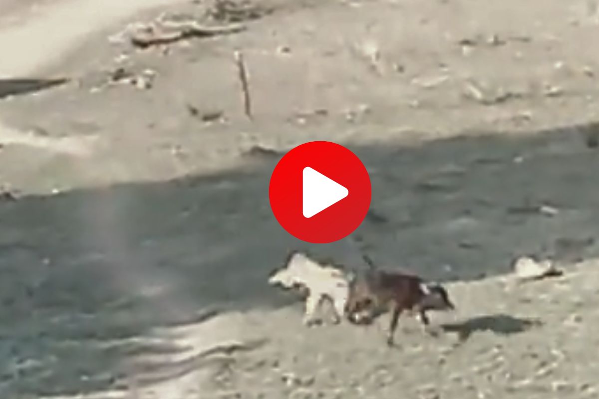 व्हायरल व्हिडीओ