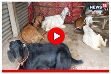 Wardha News: Earning lakhs from captive goat rearing, see how landless women became self-sufficient, Video