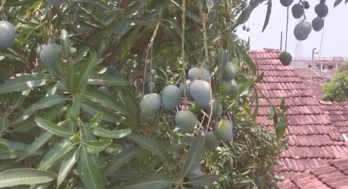 याबाबत डितला गावातील शेतकरी उकाभाई भट्टी यांनी कलम करून हा चमत्कार केल्याचे सांगितले. या कलम पद्धतीने एकाच झाडावर अनेक रोपे वाढवता येतात. उकाभाईंना आता या आंब्याच्या झाडाला आंब्याचे आणखी प्रकार घालायचे आहेत.