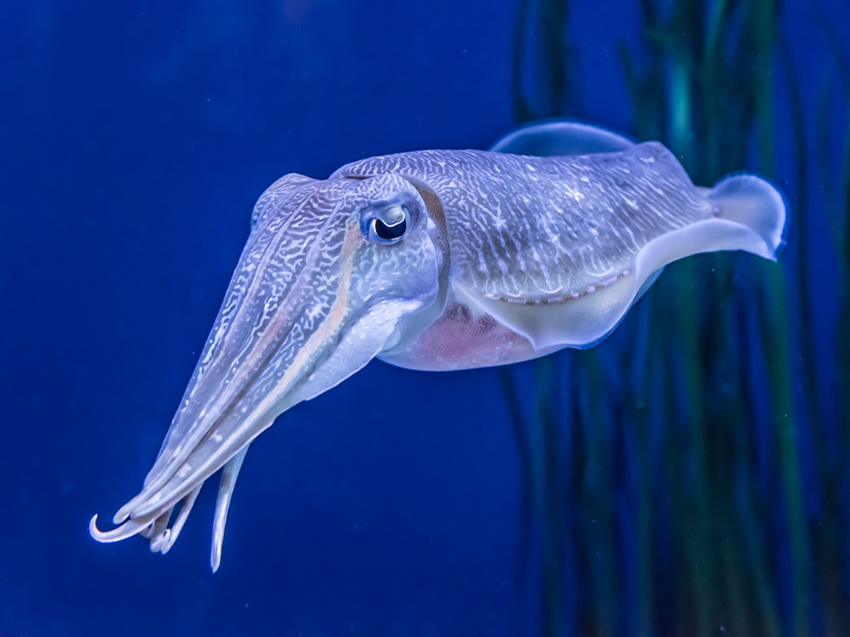 या माशाच्या रक्ताचा रंग सहसा लाल नसतो. या माशाच्या रक्ताचा रंग निळा किंवा हिरवा दिसतो. चला तर मग जाणून घेऊया या माशाच्या रक्ताचा रंग निळा किंवा हिरवा का असतो?