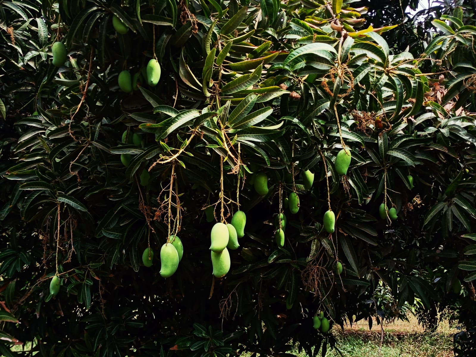 बऱ्याचदा आपल्याला केशर आंबा सांगून दुसरेच आंबे दिले जातात. पण अस्सल केशर आंबा कसा ओळखायचा याची पारख कशी करायची त्यात किती प्रकार असतात जाणून घेऊया. 