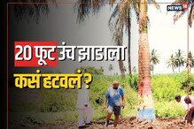 एक फांदीही न तोडता 20 फुटांचं झाड रस्त्यातून केलं बाजूला, पाहा हा VIDEO