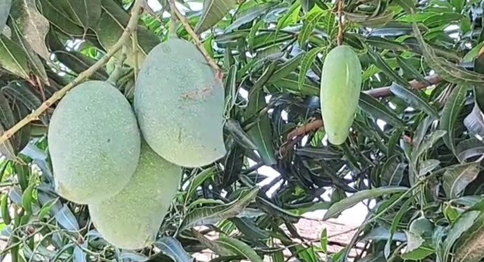आंब्याला फळांचा राजा म्हटले जाते. मात्र, त्याला हे टोपणनाव असेच मिळाले नाही. आंब्याचा वास इतका छान असतो की तो पाहून तोंडाला पाणी सुटते. आंबा हे एकमेव फळ आहे, ज्यामध्ये एक-दोन नव्हे तर अनेक प्रकार आहेत. जसे केशर, तोतापुरी, रत्नागिरी हाफुस, अल्फोन्सो, बदाम, बारमासी, लंगाडो, पायरी, दसरी इ.