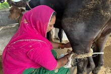 गाय माता पावली,  वर्षाला देत तब्बल 30 लाख रुपये, महिलेला मिळालं सेवेच फळ!