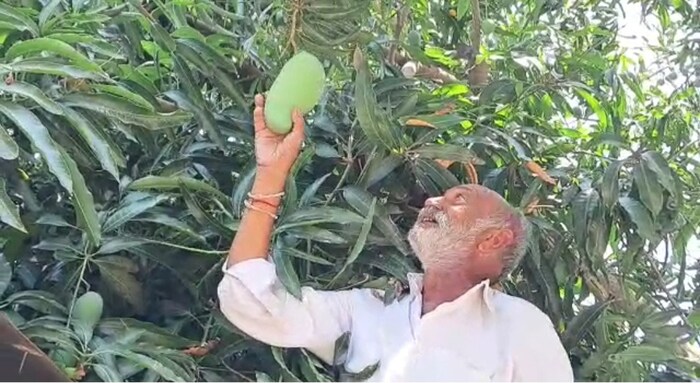 या शेतकऱ्याचे वय अंदाजे 70 वर्षे आहे. उकाभाईंनी आंब्याच्या झाडांसारखा अल्बम बनवला आहे. आंब्याच्या झाडाच्या वेगवेगळ्या फांद्यांवर 14 प्रकारचे आंबे वाढतात. होळीपासून दिवाळीपर्यंत त्यांच्या घराच्या अंगणात असलेल्या झाडावर फळे येतात.