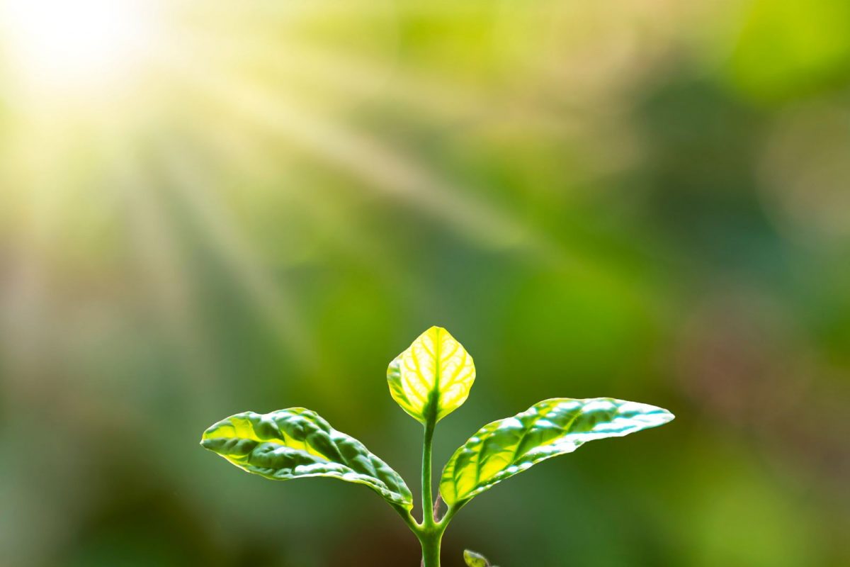 या वृक्षांची मुळे ठरतील भाग्यशाली, धारण करणाऱ्यांचे बदलते नशीब