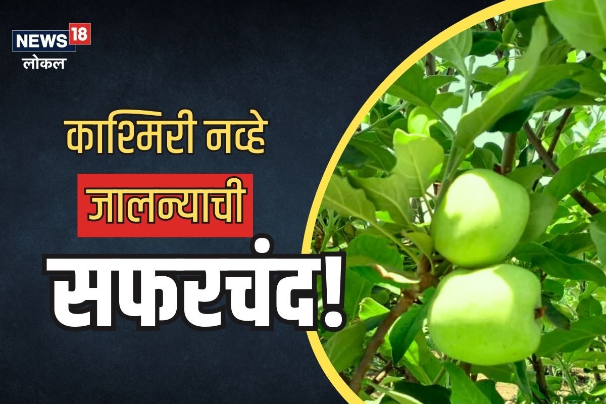 Jalna News : शेतकऱ्याची कमाल, सफरचंद शेती करून दाखवली,यंदा दीड लाखांची कमाई
