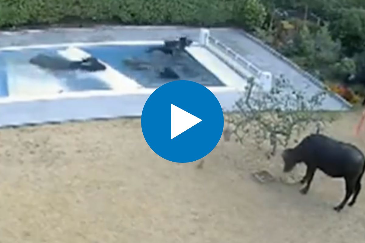 स्विमिंग पूलमध्ये म्हशी पोहायला आल्या