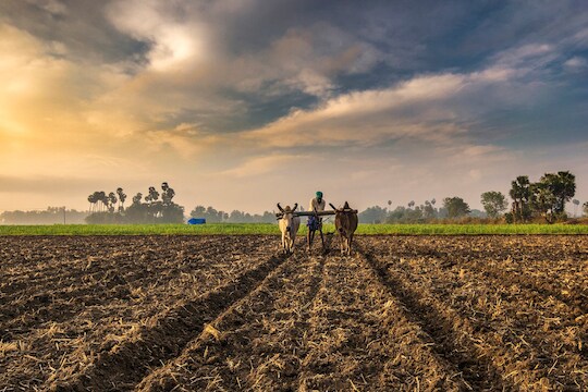 रोज बदलत्या हवामानात कशी घेणार पिकांची काळजी? हवामान विभागानं दिल्या महत्त्वाच्या Tips