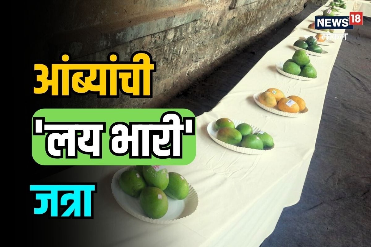 तुम्ही कधी 52 जातीचे आंबे पाहिले का?  कोल्हापुरात एकदा यायला लागतंय मग…, पाहा VIDEO