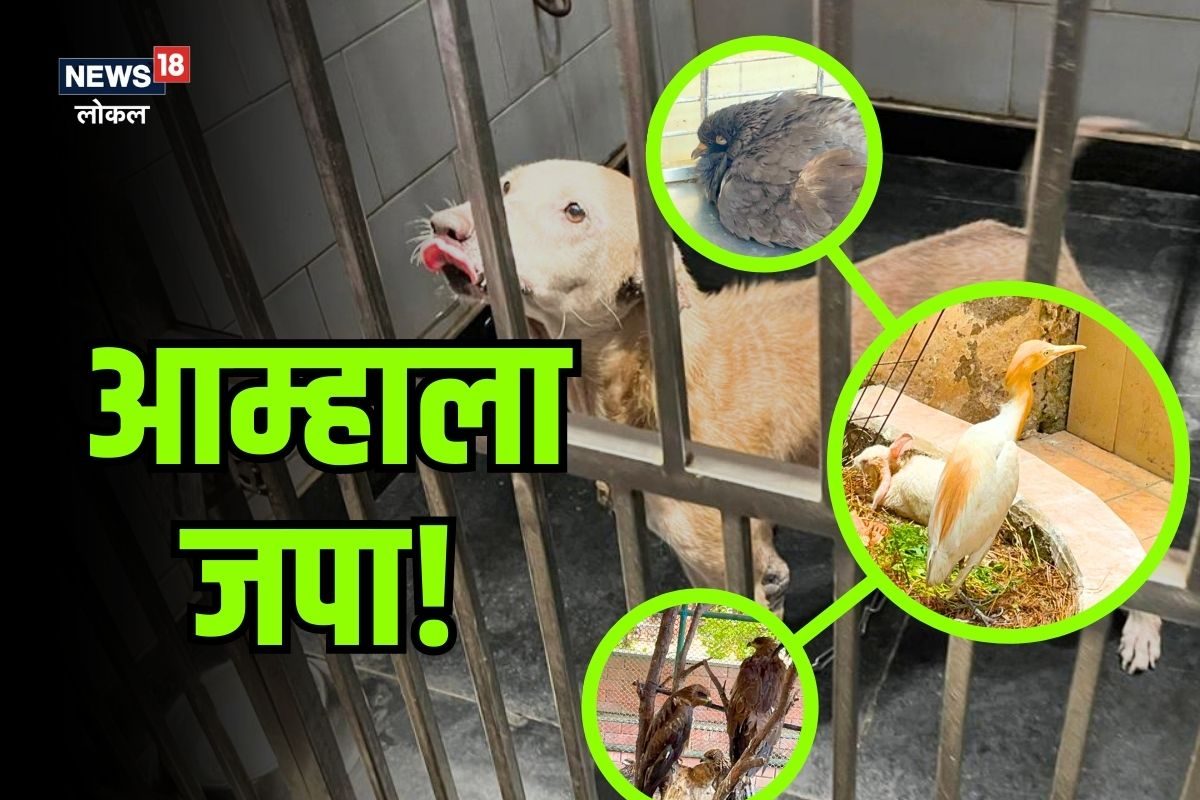 Mumbai News : आकाशातून पक्षी थेट रस्त्यावर कोसळले, मुंबईतील घटना, काळजी करणारं कारण समोर, Video