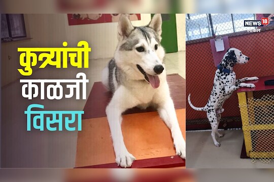 तुमच्या कुत्र्याला सोडून बिनधास्त फिरायला जा, 'इथं' घेतली जाते शाही काळजी, Video