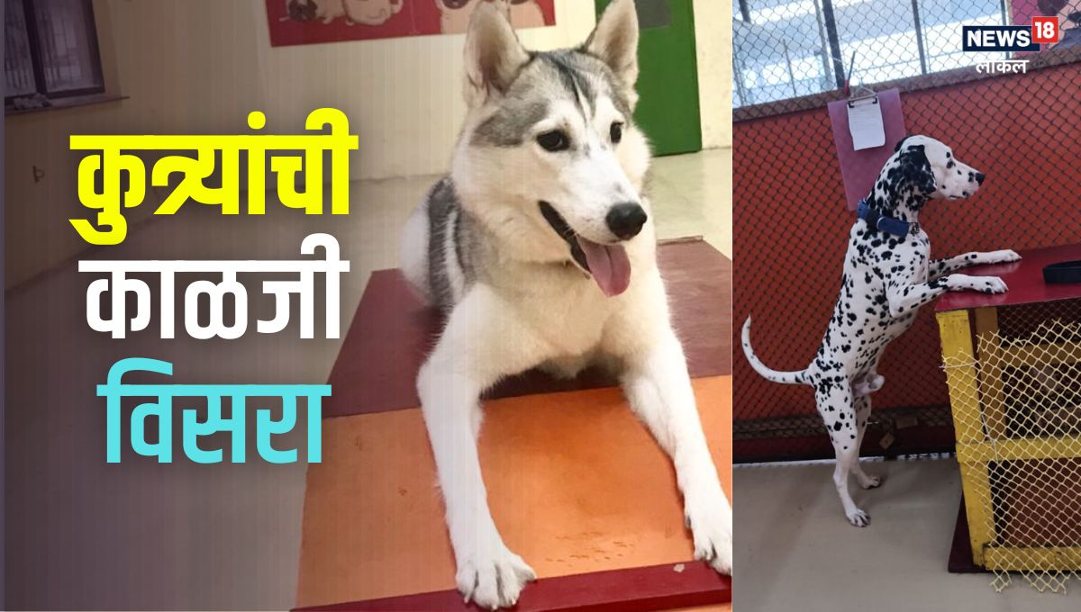 तुमच्या कुत्र्याला सोडून बिनधास्त फिरायला जा, 'इथं' घेतली जाते शाही काळजी, Video