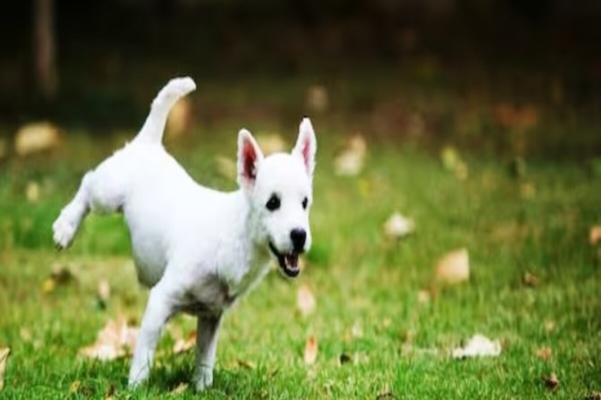 प्रतिकात्मक फोटो