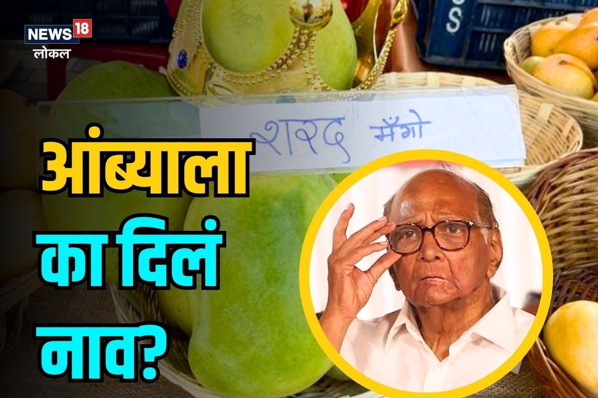 सोलापूरच्या शेतकऱ्यानं आंब्याला दिलं चक्क शरद पवारांचं नाव! कारणही सांगितलं... Video