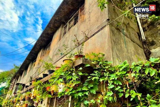 Solapur News : घर आहे की गार्डन, सर्व झाली अवाक्; सोलापूरकराचा भन्नाट प्रयोग, VIDEO